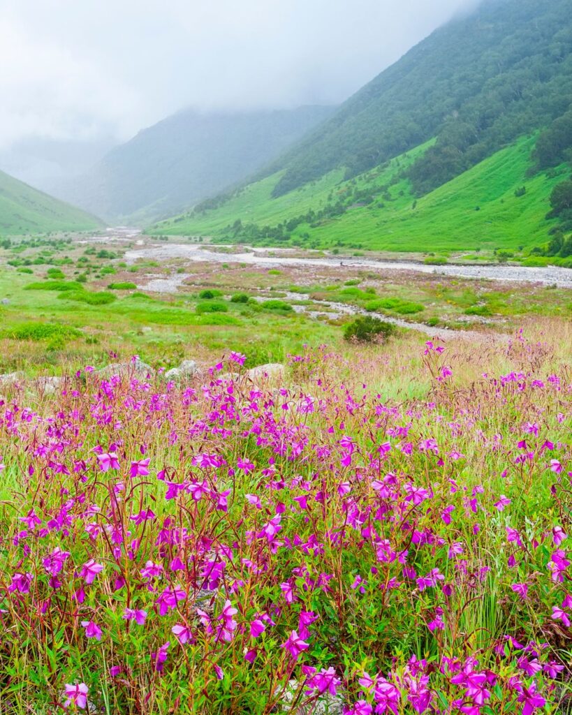 Chopta Valley – The Hidden Gem of North Sikkim