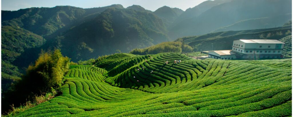 Happy Valley Tea Estate