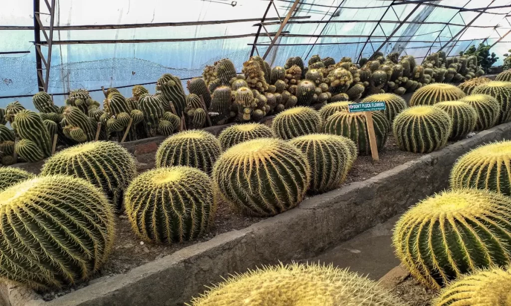 Pine View Nursery